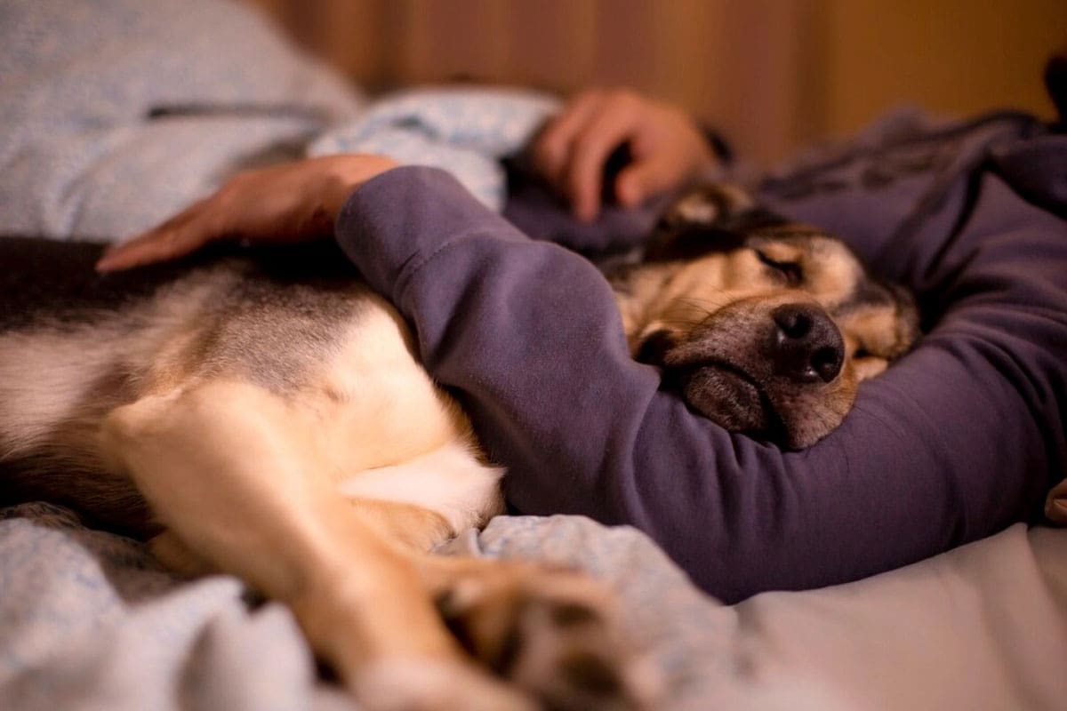 Zoonosis: Cinco enfermedades graves que pueden contagiar animales a humanos