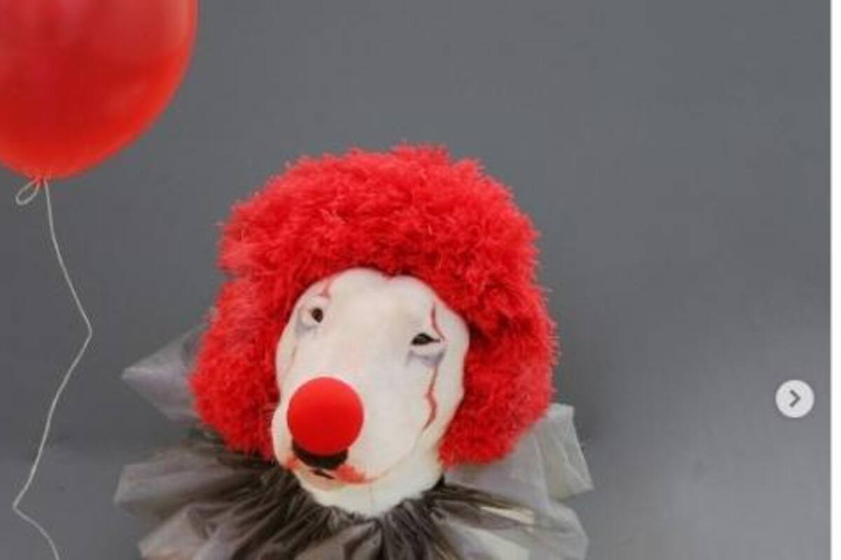 Perrito Tom : es el mejor imitador de obras de arte