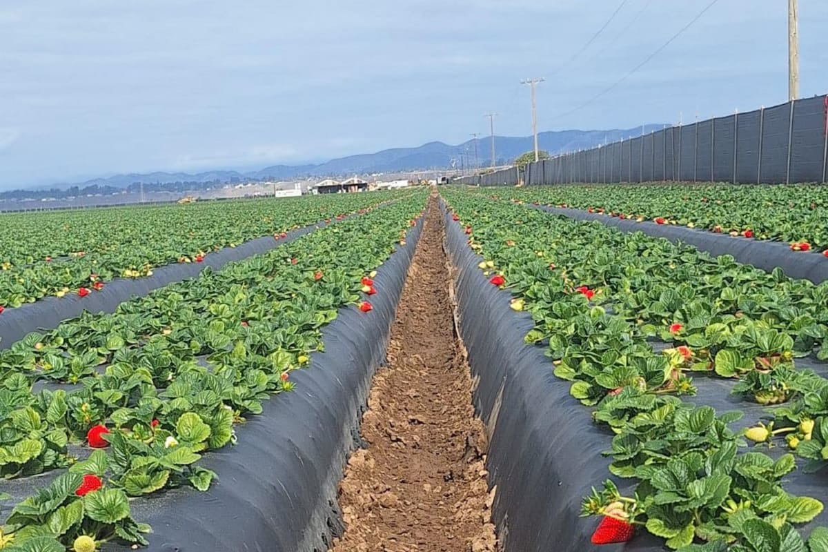 Agua, empleo y costos presionan al campo de Baja California en 2025