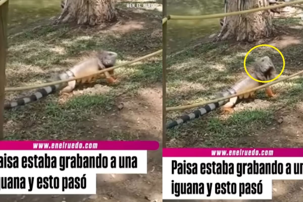 “¿Señora iguana, es cierto que en las tardes tomaba café?”: joven ‘entrevista’ a una iguana y el momento arrasa en redes
