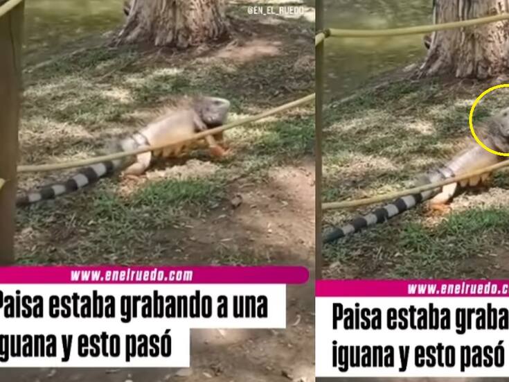 “¿Señora iguana, es cierto que en las tardes tomaba café?”: joven ‘entrevista’ a una iguana y el momento arrasa en redes