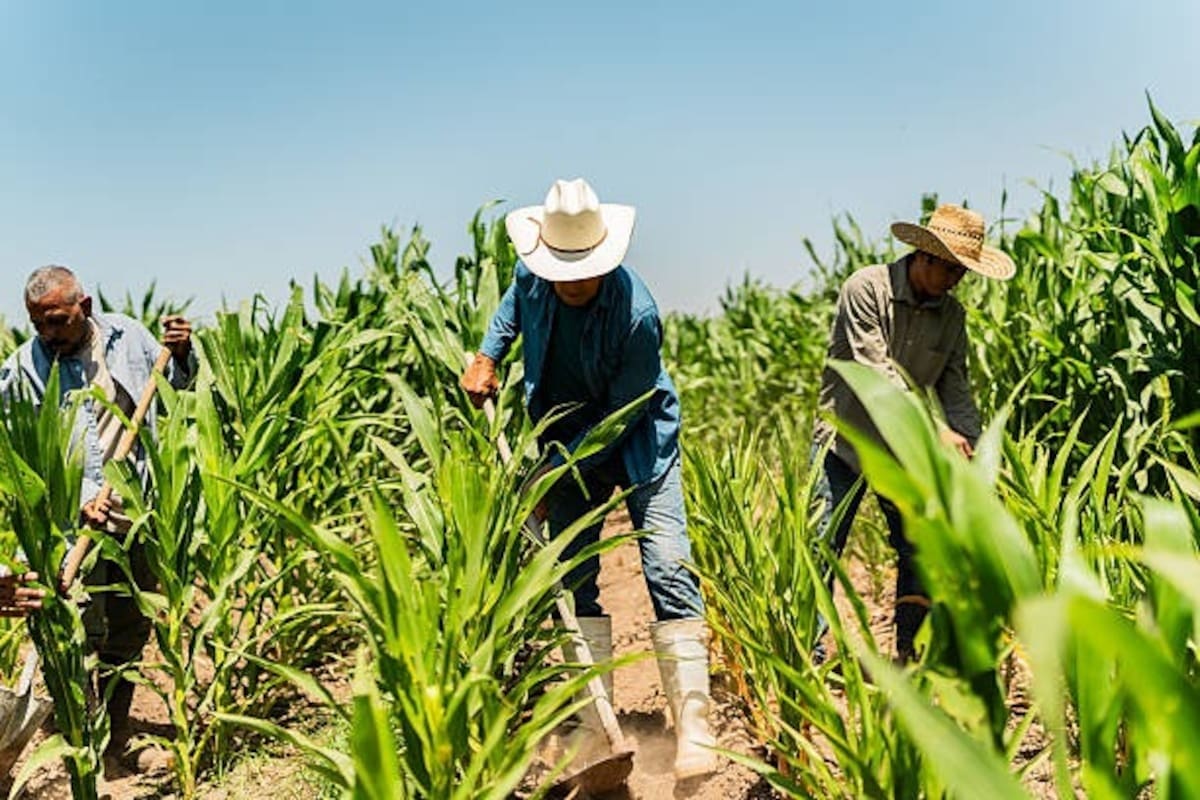 Apenas el 10% de agricultores se ha registrado en censo para apoyos por Ley del Agua