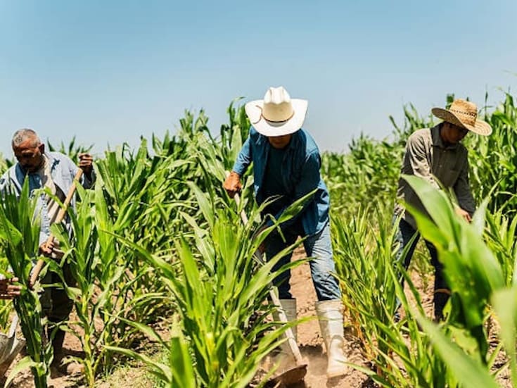 Apenas el 10% de agricultores se ha registrado en censo para apoyos por Ley del Agua