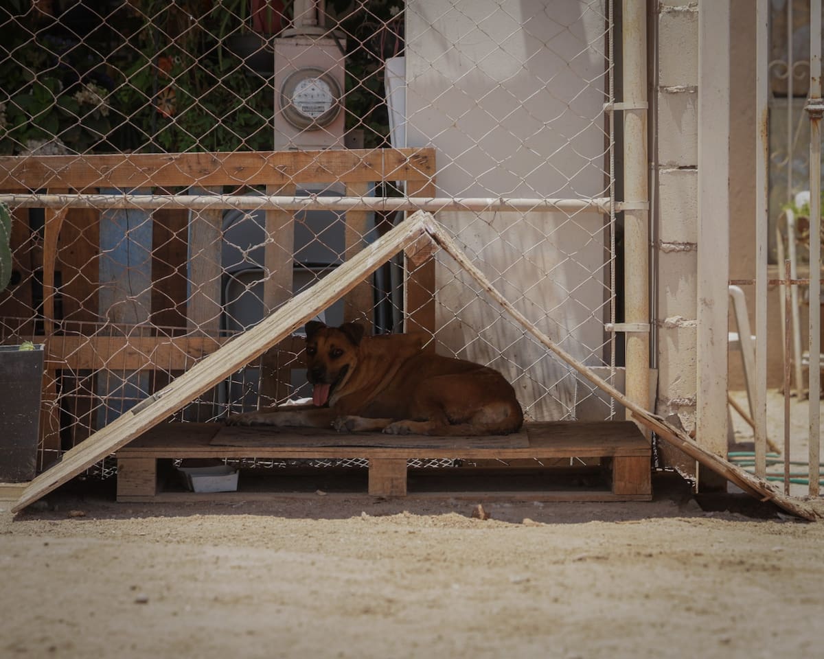 Las multas por maltrato animal en Mexicali aumentaron 89.8% durante los primeros siete meses de 2026, de acuerdo con datos de la Unidad Ecológica de la DSPM. Foto: Said Morones.