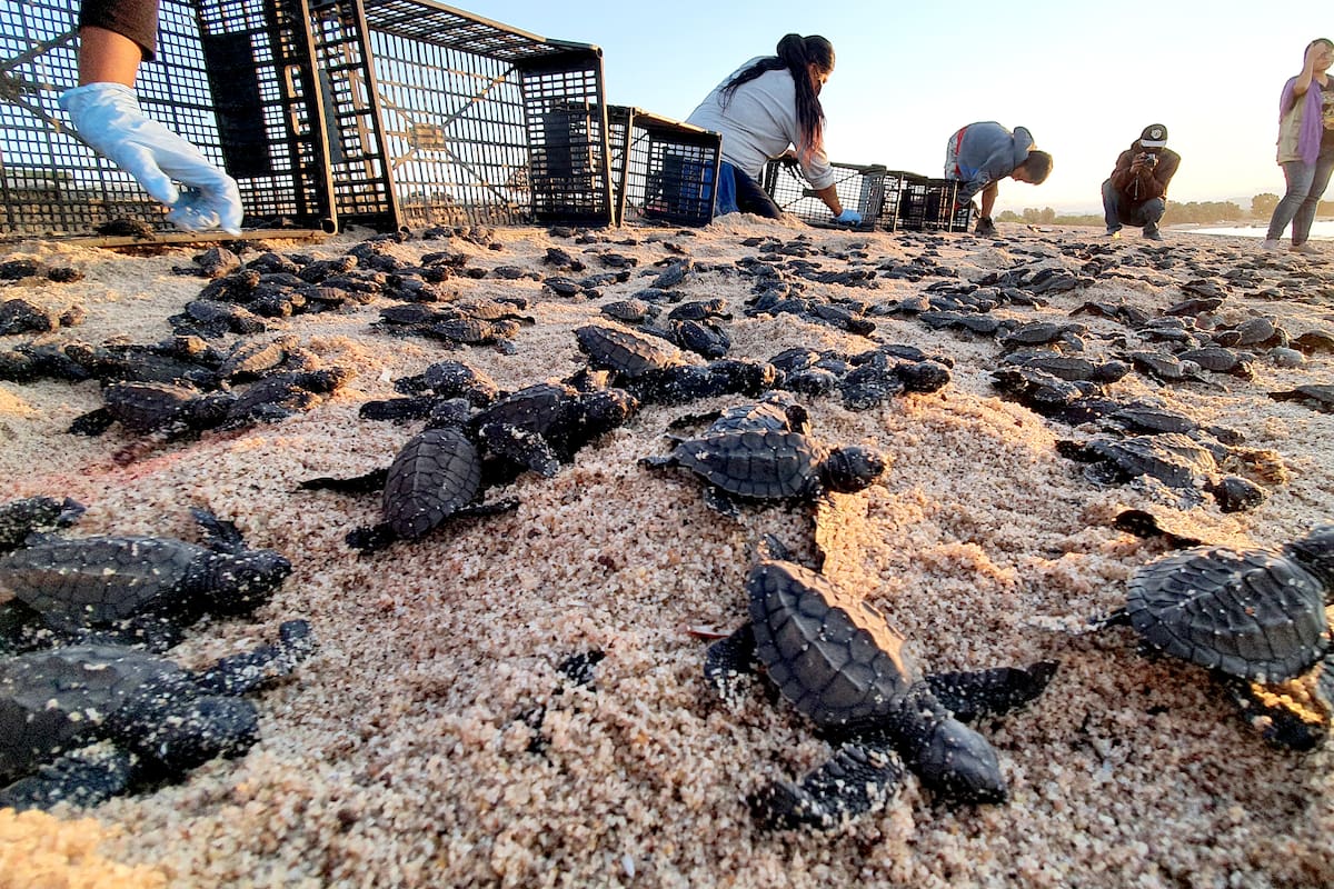 Llaman a respetar nidos de tortugas