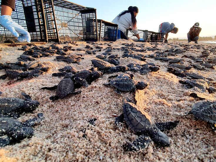 Llaman a respetar nidos de tortugas