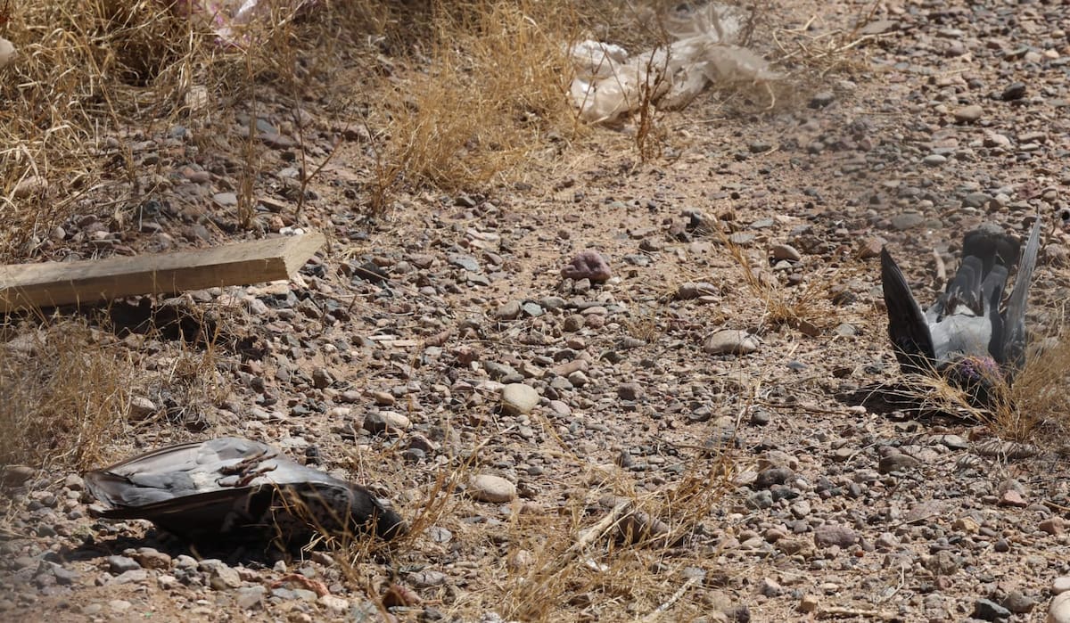 Crédito: Julián Ortega