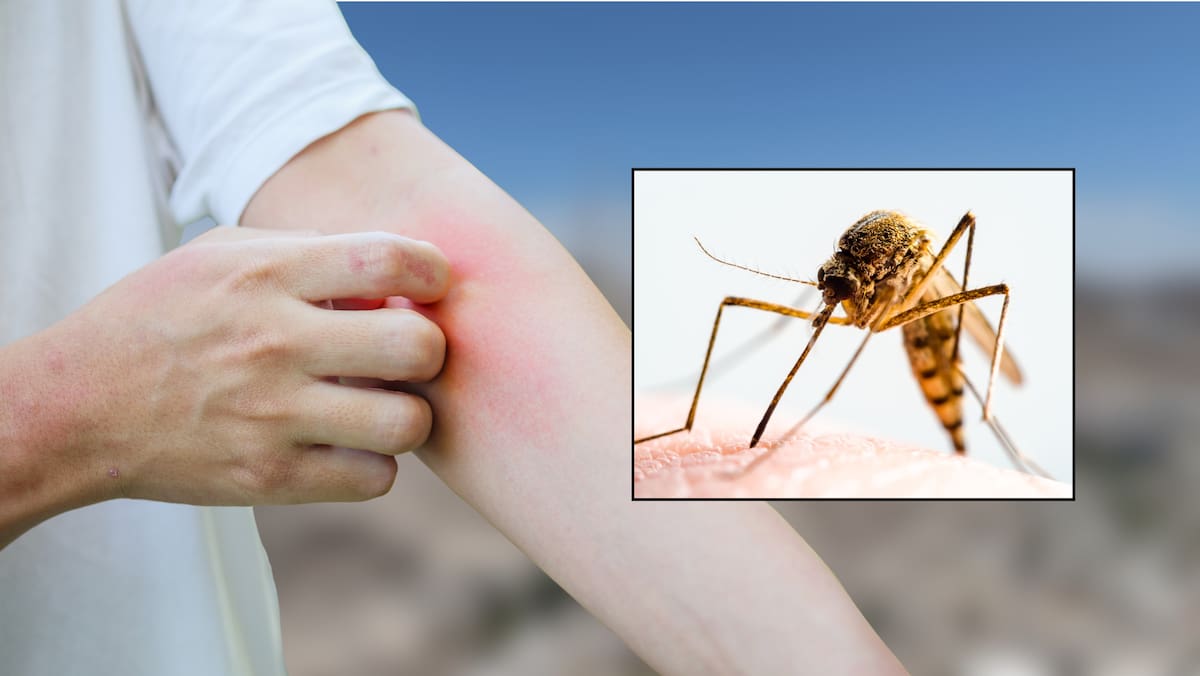 Cajeme es el segundo municipio de Sonora con más casos de dengue. Foto: Canvas