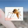 Sonora lidera casos de dengue en México con 969 contagios en 2026