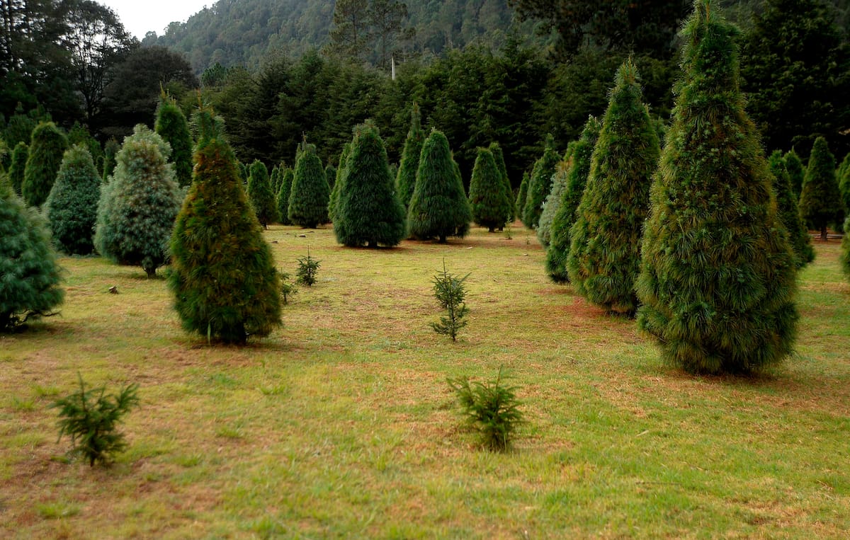 Fotografía que muestra una plantación de arboles de navidad en la comunidad de El Aguaje, en San Cristóbal de las Casas, en el estado de Chiapas (México). EFE/Carlos López/Archivo