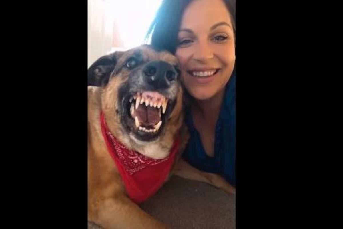 VIRAL: Canino sonríe ante la cámara de su dueña