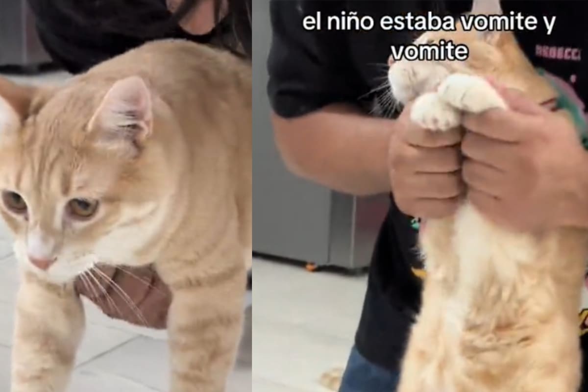 Gato hace gastar más de 2 mil pesos en atención médica a sus dueños porque se había tragado una mosca
