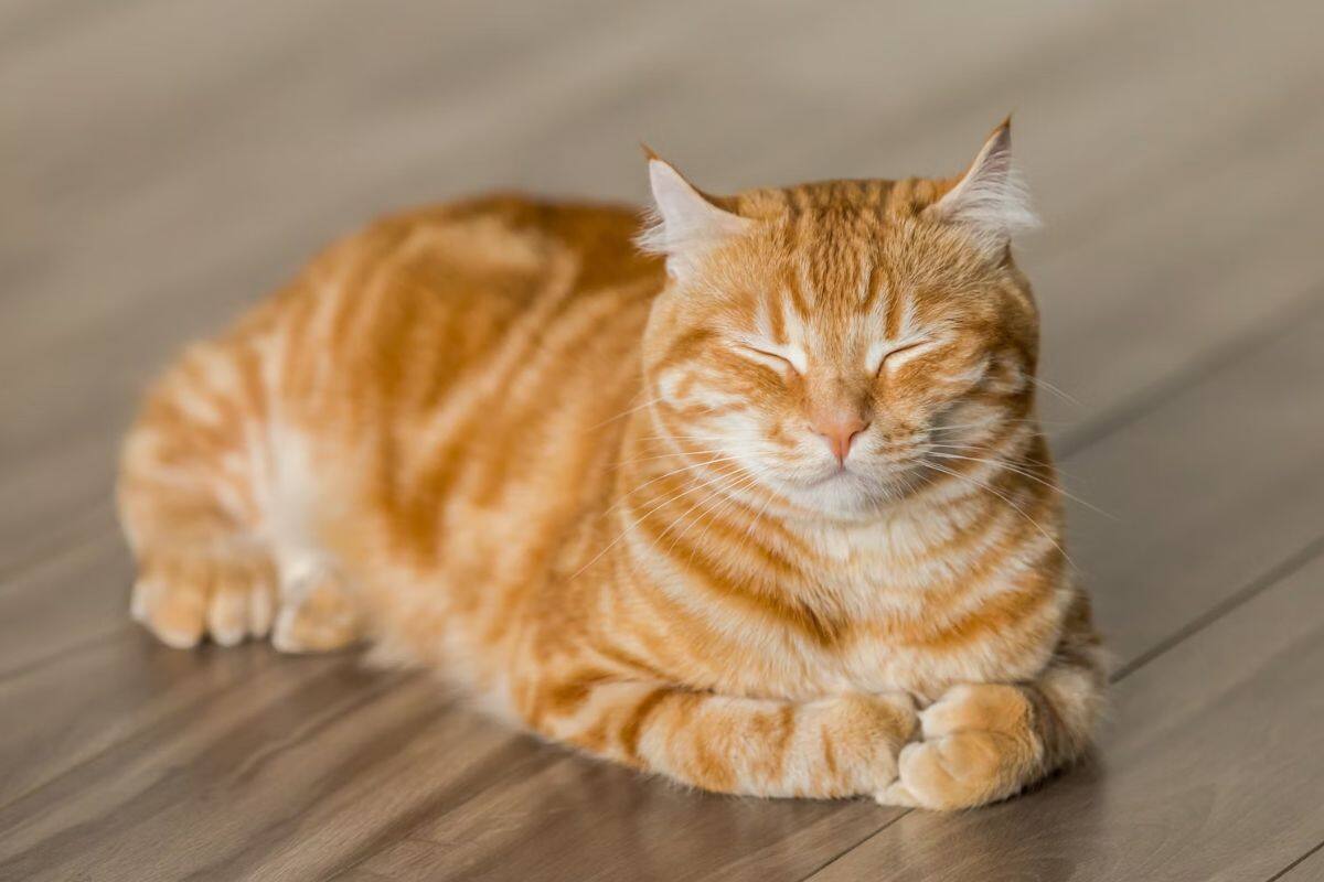 ¿Qué tipo de gato vive más, cuáles menos? Estudio podría haber encontrado la respuesta