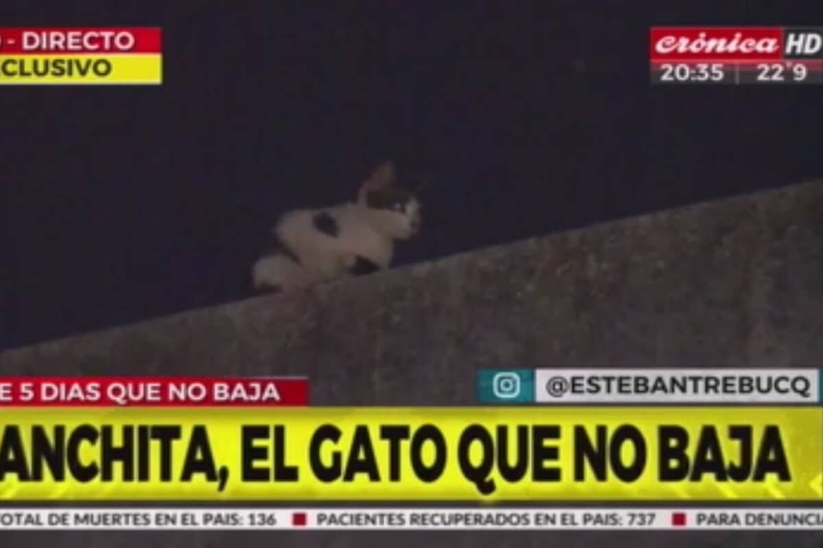 'Manchita' el gato que se volvió viral en Argentina por no bajar de un edificio
