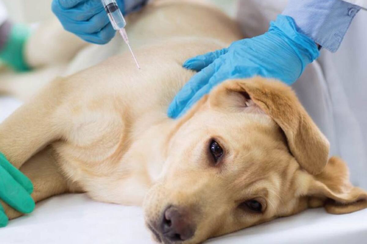Identifica los signos de diabetes en perros y gatos