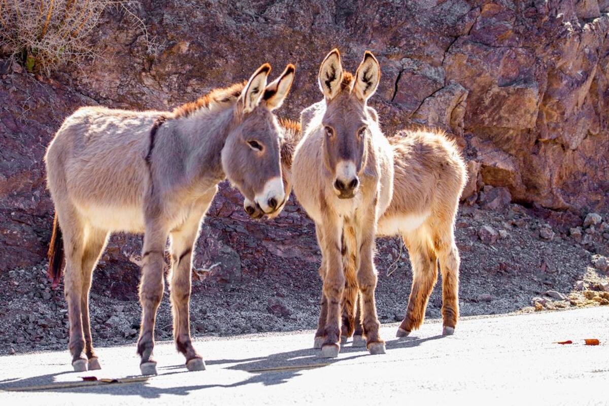 Una persona ha matado a 42 burros protegidos en los EU; ofrecen recompensa