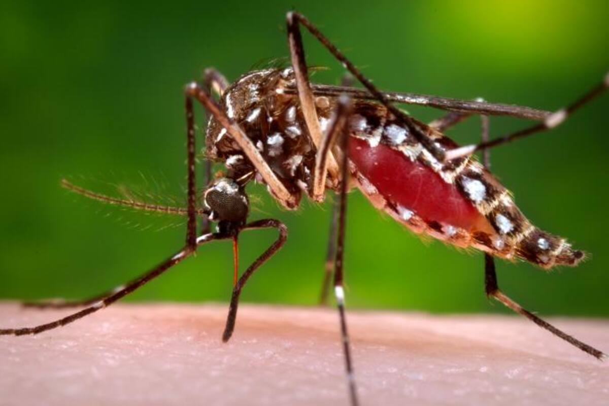 Reportan primer caso local de dengue en condado de San Diego