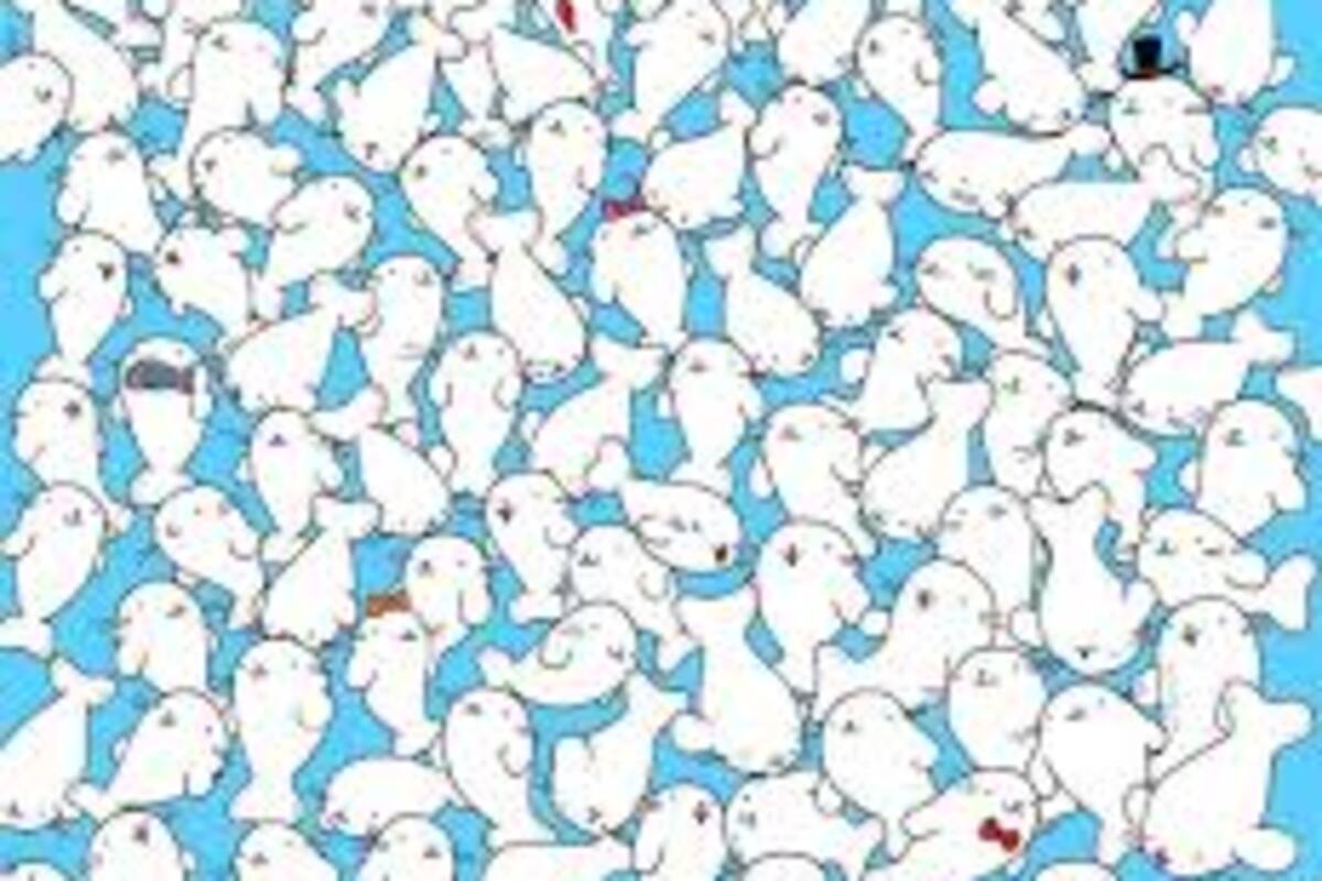Reto Visual: Encuentra el malvavisco entre las focas