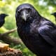 ¿Sabías que los cuervos pueden recordar caras humanas durante años?