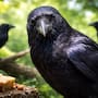 ¿Sabías que los cuervos pueden recordar caras humanas durante años?