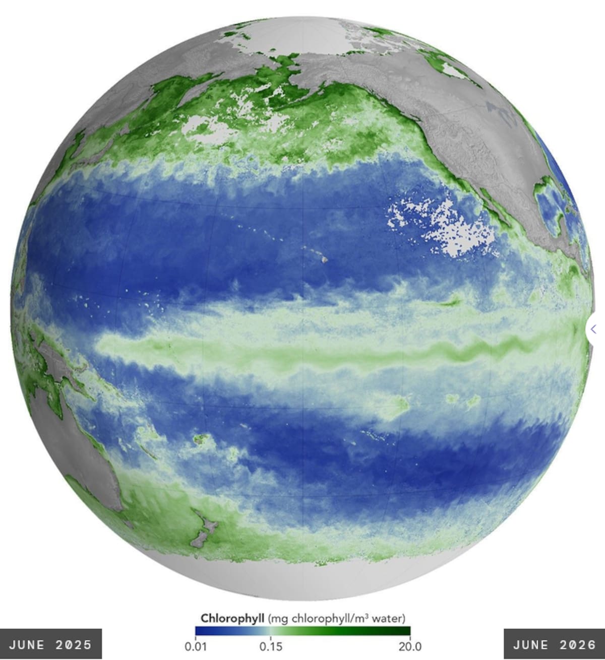 La temperatura superficial del mar y la clorofila-a son dos de las variables utilizadas para estudiar la respuesta del Golfo de California ante fenómenos como El Niño y La Niña.