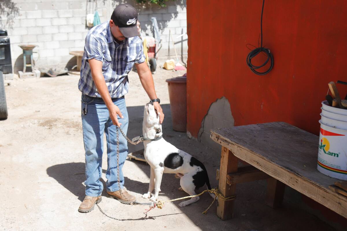 Si el "Chino" es agresivo, darlo en adopción sólo es trasladar el problema