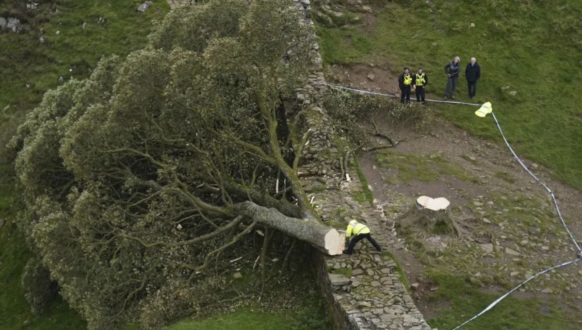 Un tribunal británico condenó a dos hombres a más de cuatro años de prisión por talar el famoso "Árbol de Robin Hood", ubicado junto al Muro de Adriano.