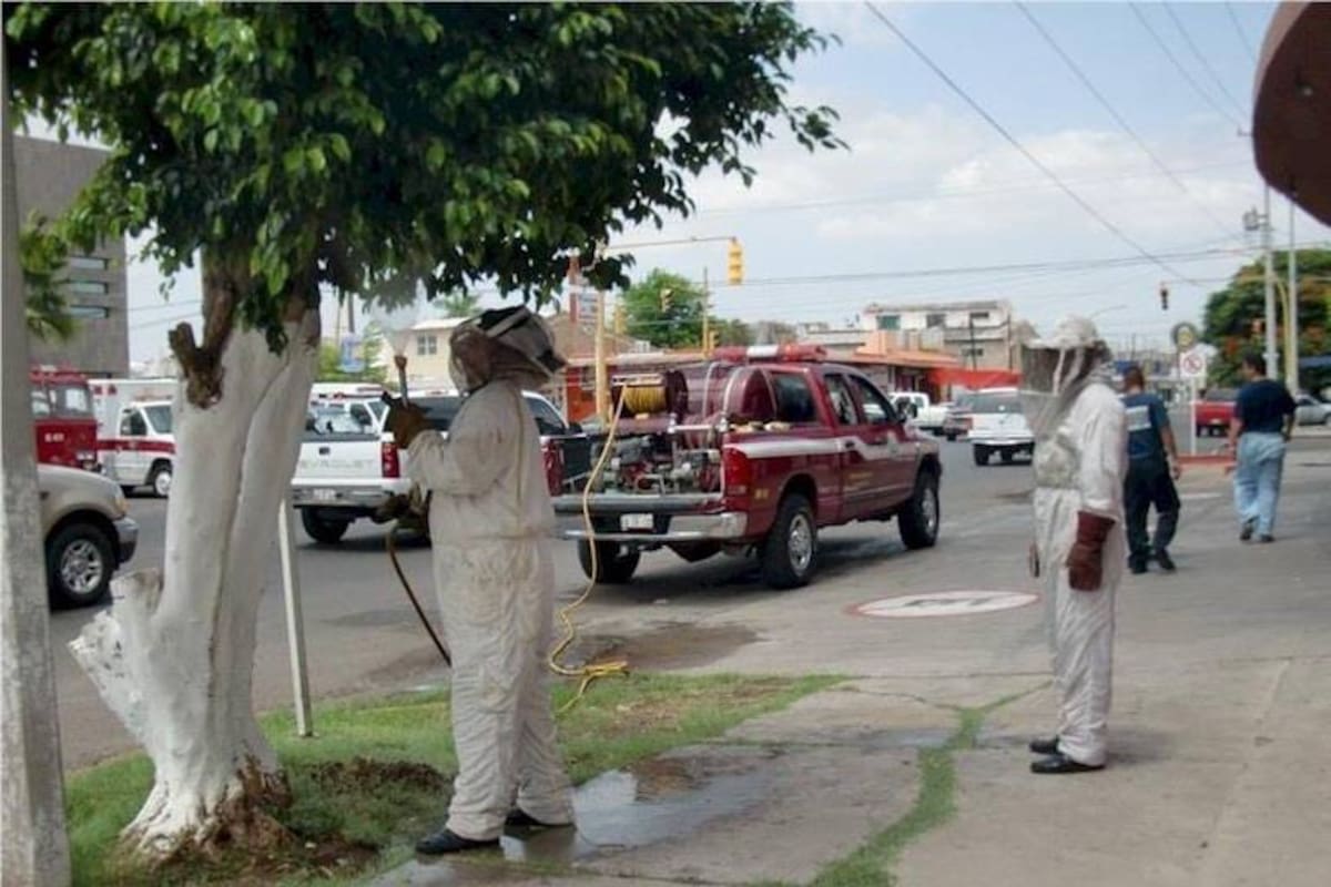 Recibe Bomberos hasta 12 reportes diarios por presencia de abejas, pero la ley limita su actuación