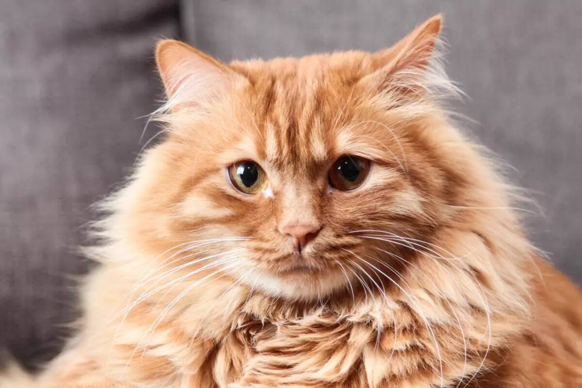 Gato se salva de un incendio dando un impresionante salto