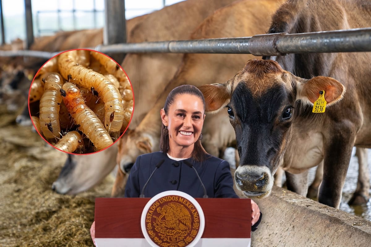 Anuncia Gobierno federal apoyo a ganaderos ante cierre de EEUU a exportación por gusano barrenador
