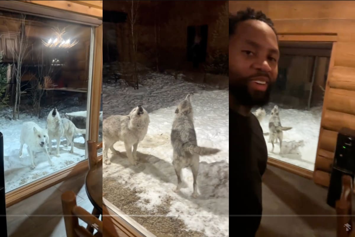 Hombre captura el impresionante momento en que una manada de lobos aúlla frente a su cabaña