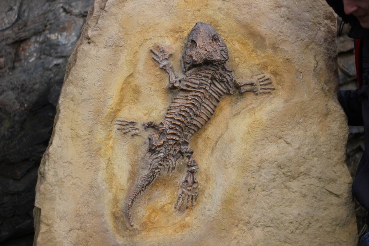 Investigadores argentinos descubren un reptil que convivió con dinosaurios