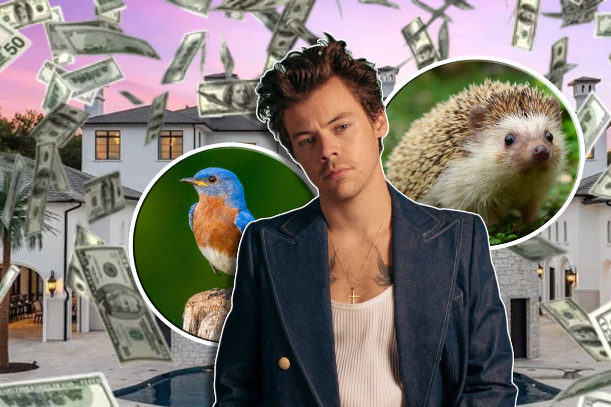 Harry Styles construirá mansión de 30 millones de dólares en Londres, en la que tendrá reglas ecológicas para cuidar la fauna