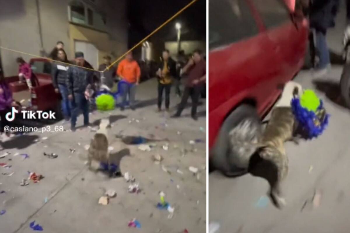 VIDEO: ¡No pierdas el tino! Perrito se roba piñata de posada y desata persecución