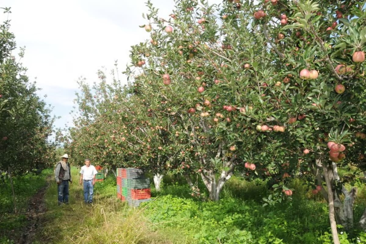 Alistan Feria de la Manzana en Yécora