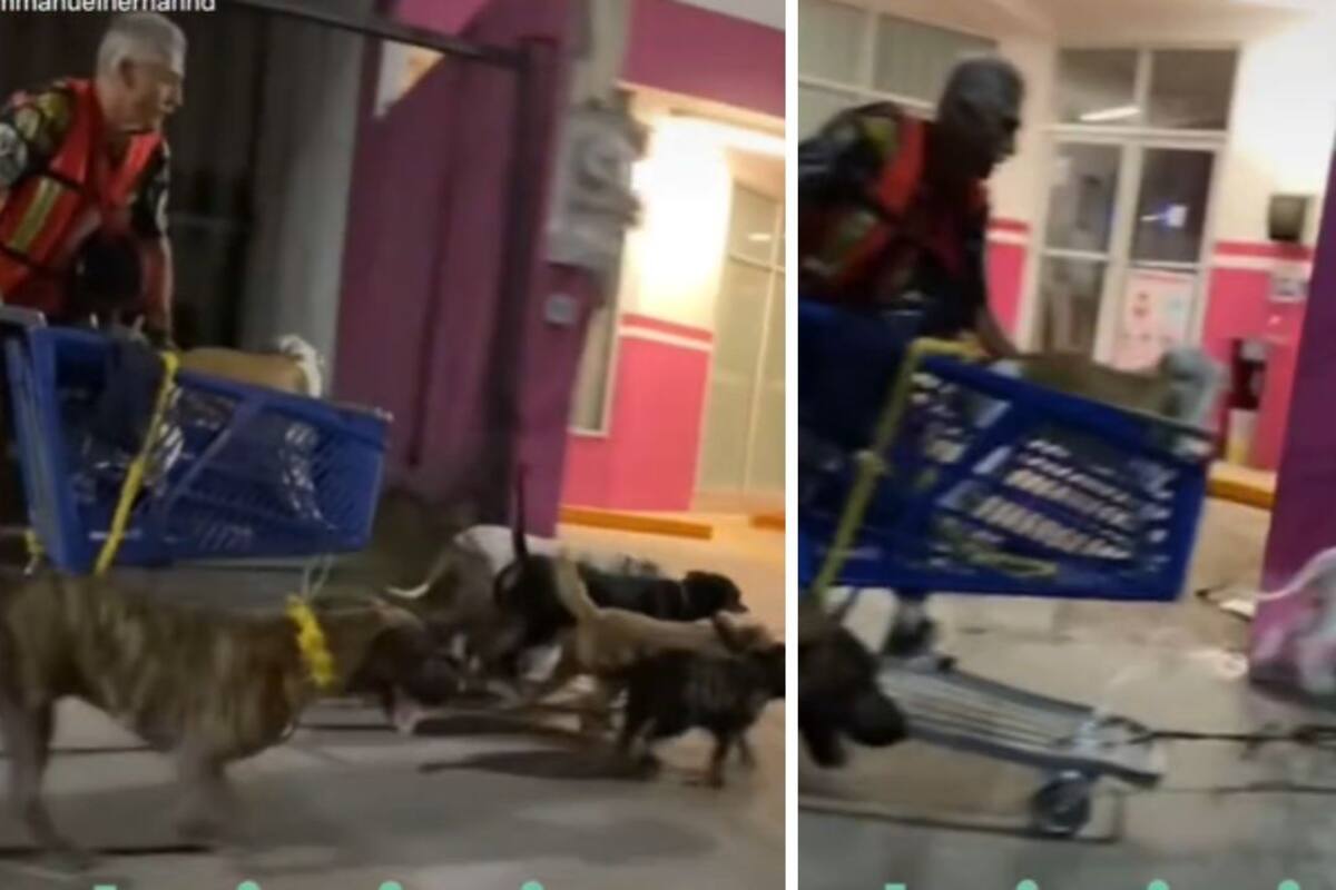 VIRAL: ¡México lindo! Captan a hombre siendo jalado por perritos como Santa Claus