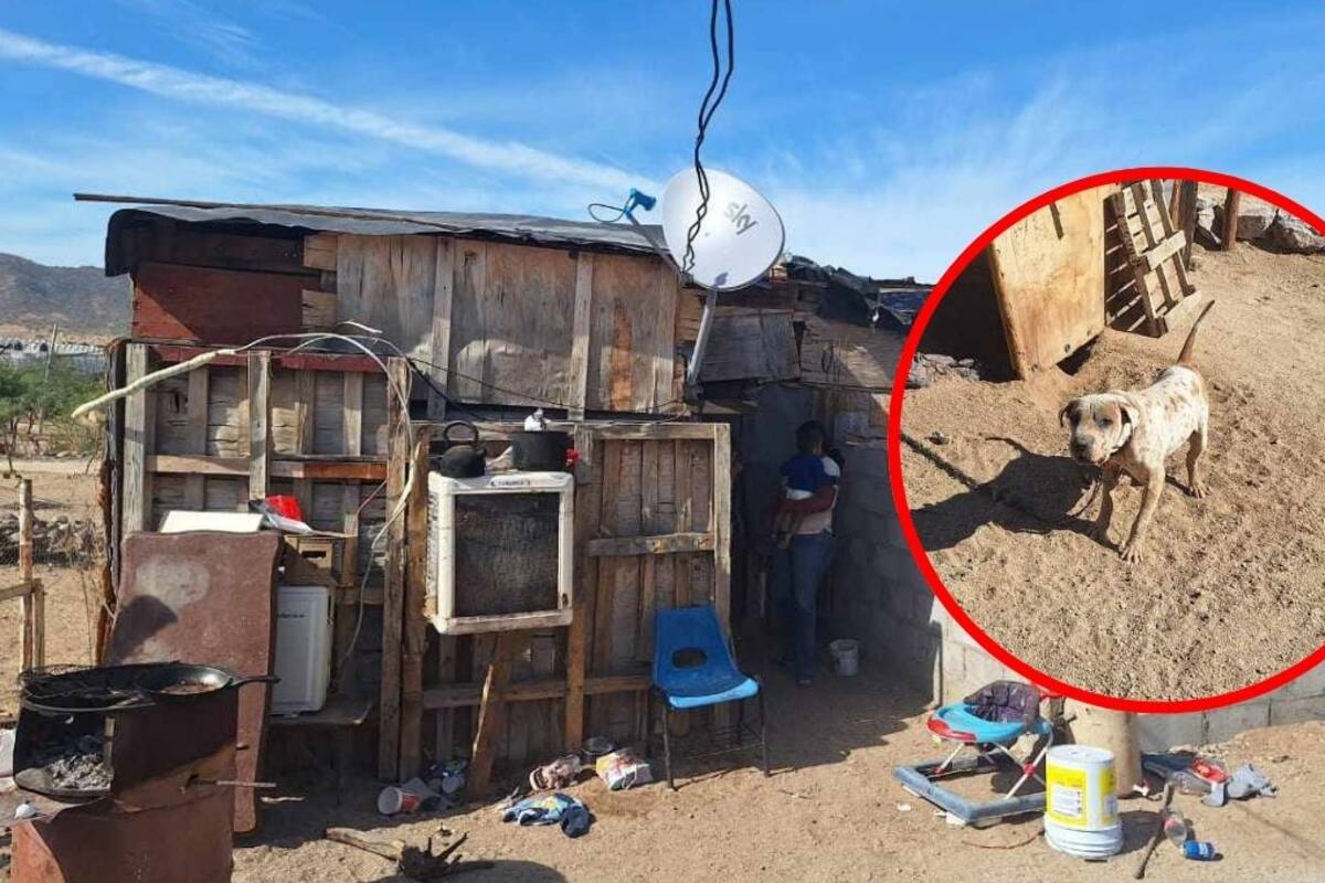 Plaga de garrapatas y arañas peligrosas pone en riesgo la salud de vecinos en Mirador del Sur
