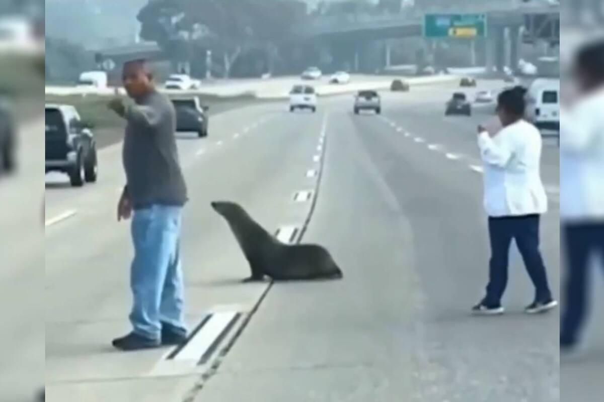 Video: León marino es rescatado de una transitada carretera en California