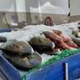 Refuerzan capacitación sanitaria por aumento en consumo de mariscos