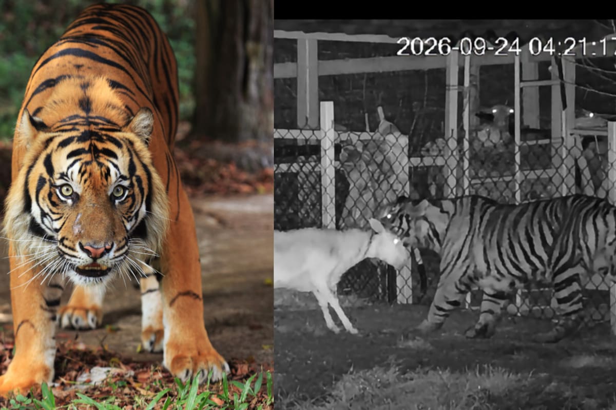 Posible tigre es reportado en Jalisco; autoridades lo buscan y alertan a la población