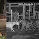 Posible tigre es reportado en Jalisco; autoridades lo buscan