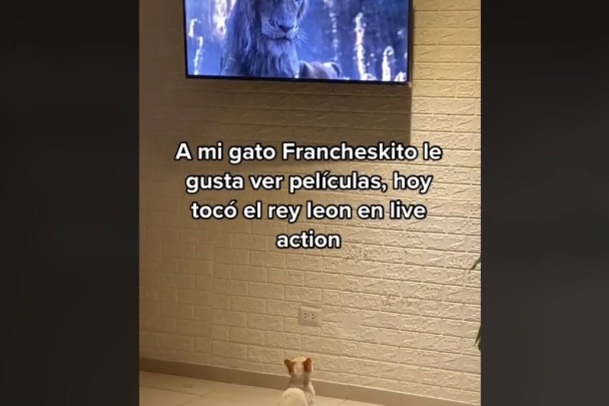 Gatito ve El rey león; escena de las hienas lo espanta