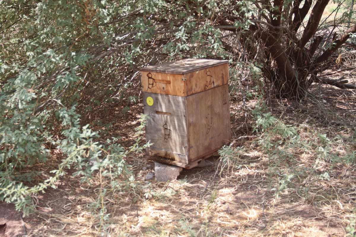 Golpea sequía a la apicultura; se viene abajo producción de miel