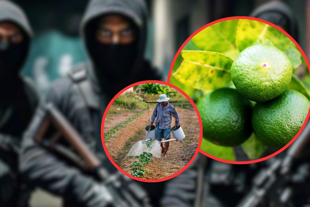 Asesinan a José Luis Aguiñaga, productor de limón en Michoacán, tras negarse a pagar extorsión
