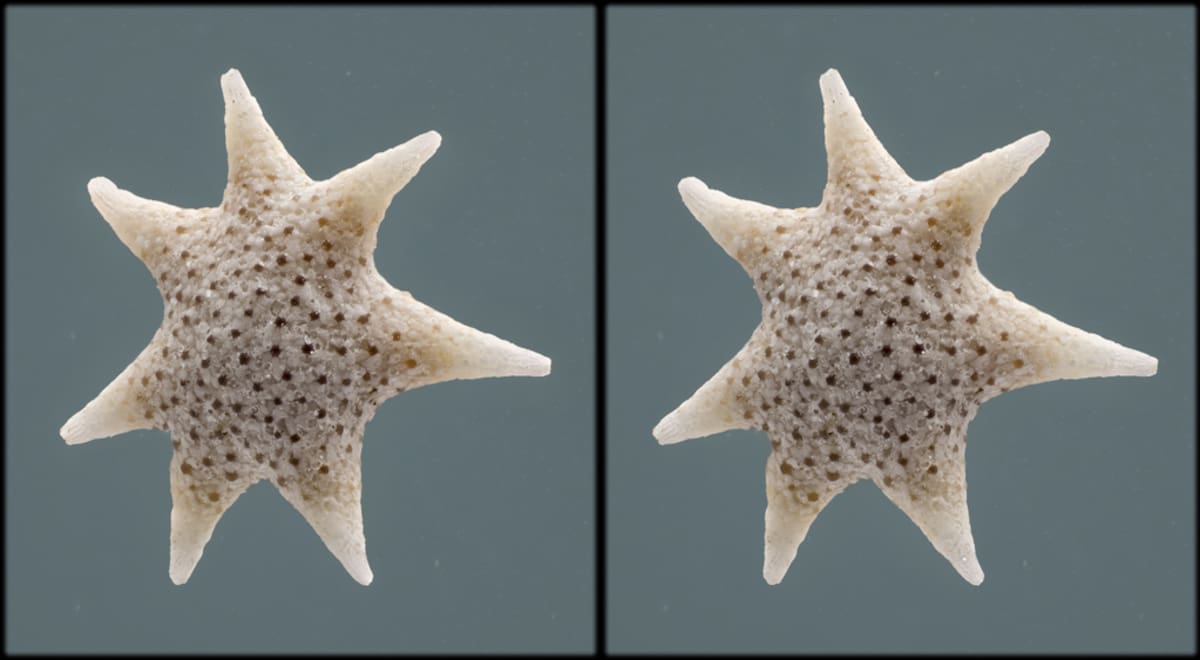 Foto: photomacrography.com