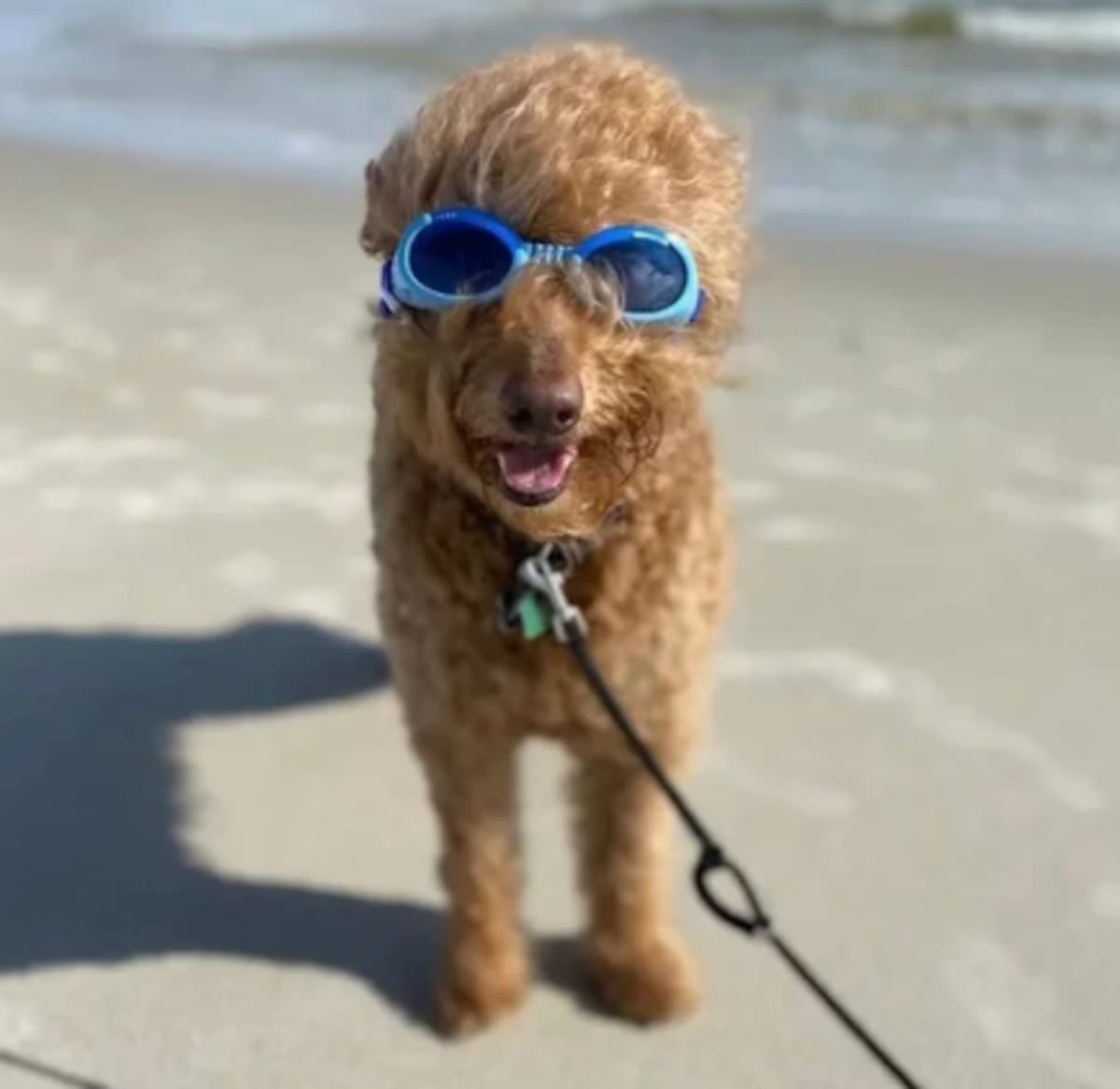 Imagen ilustrativa. | Imagen: Doggles