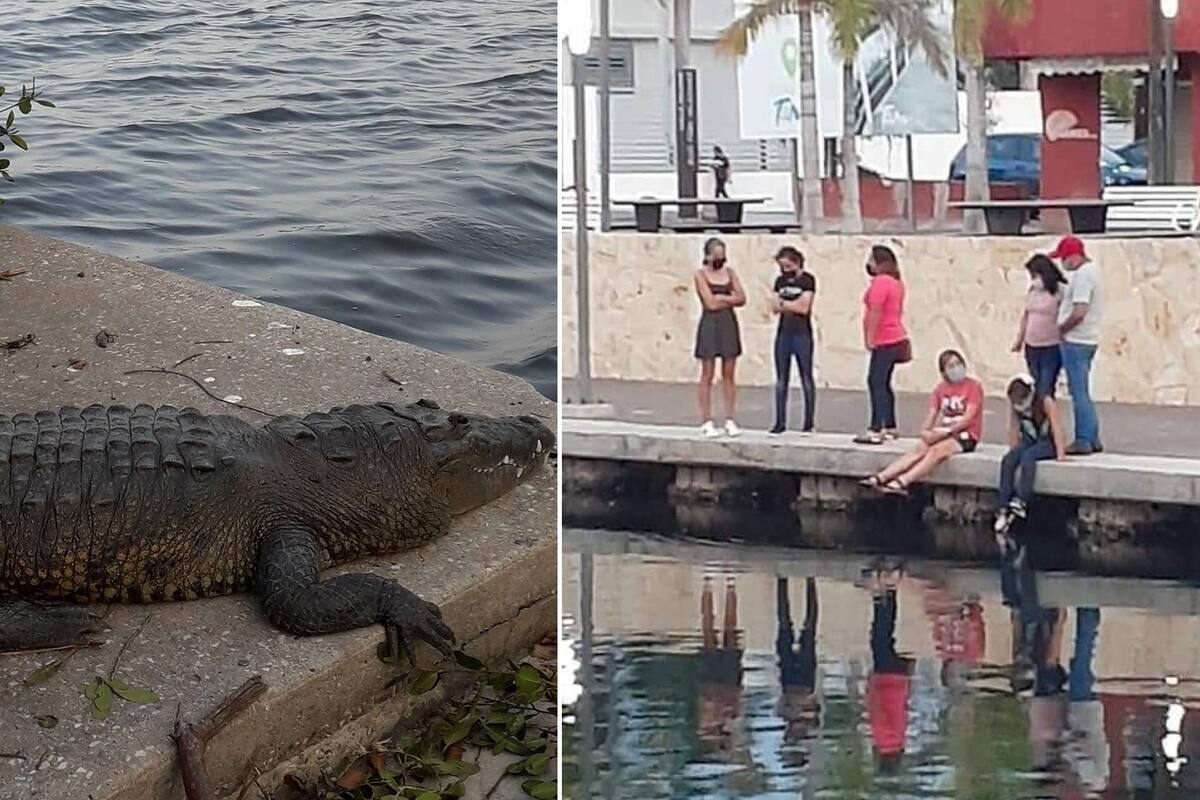 Piden liberar a "Juancho", cocodrilo que mató a mujer que lavaba ropa en Tampico