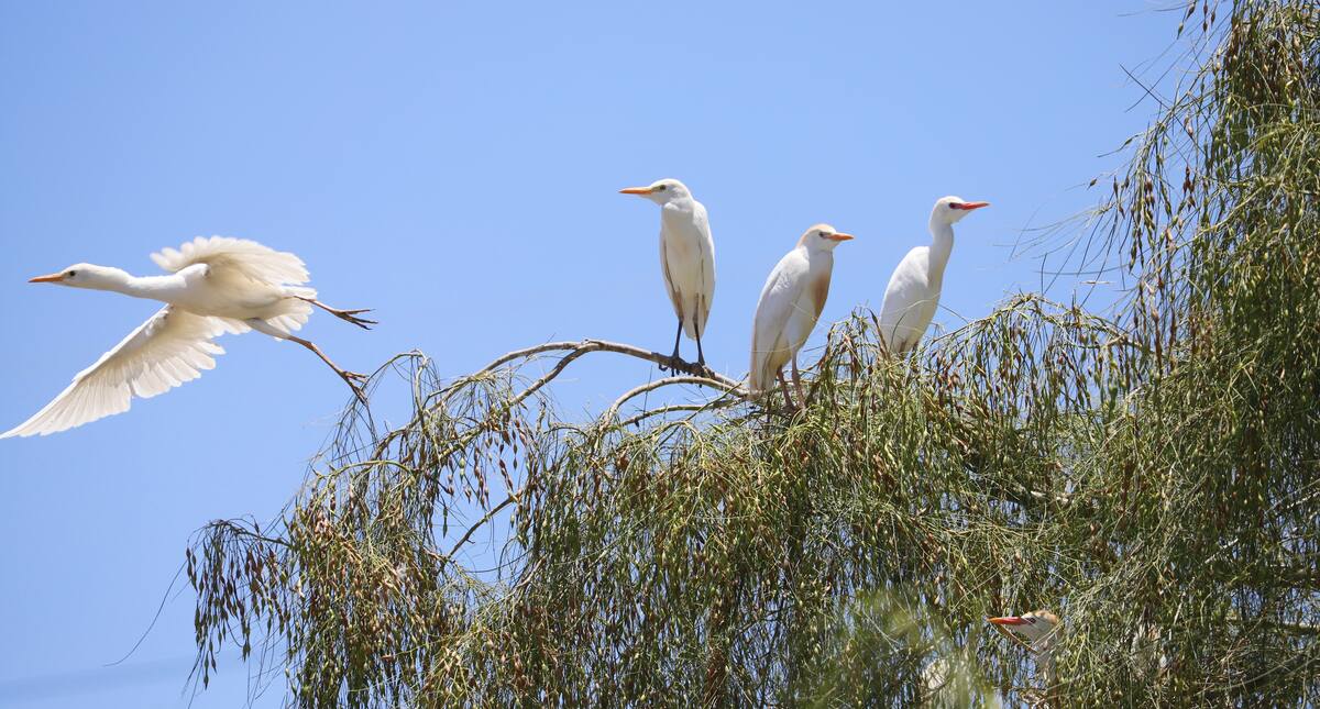 Las garzas se vienen siguiendo los drenes y canales y terminan en la laguna. FOTO: BANCO DIGITAL