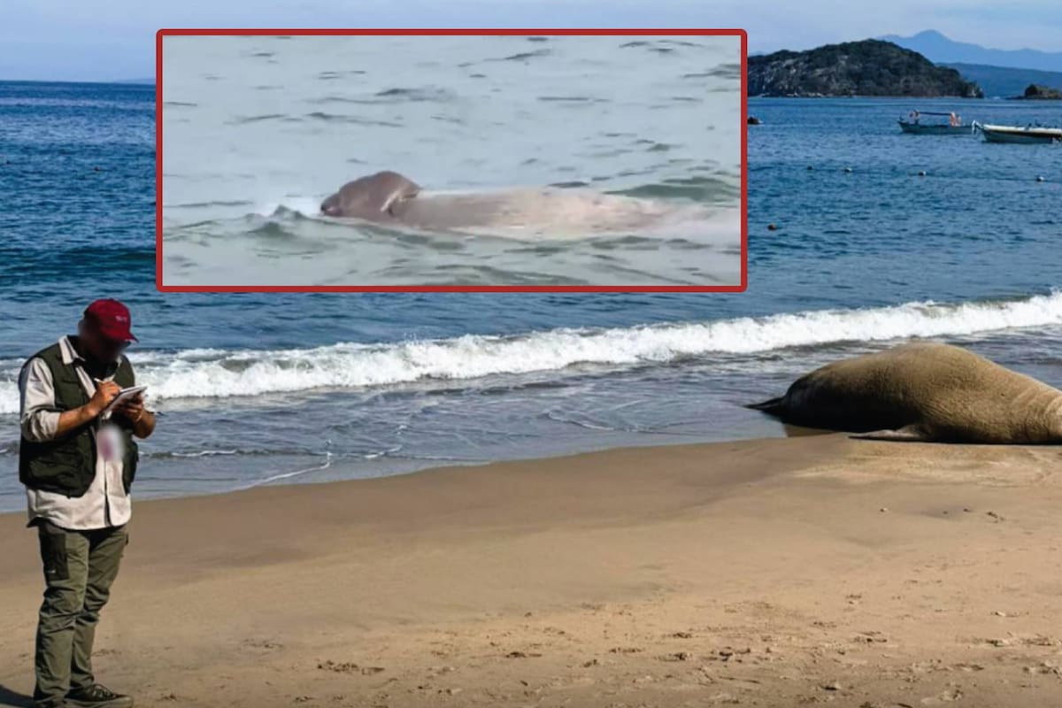 ‘Panchito’, el elefante marino que se mantuvo a las orillas de Nayarit regresó al mar después de 4 días