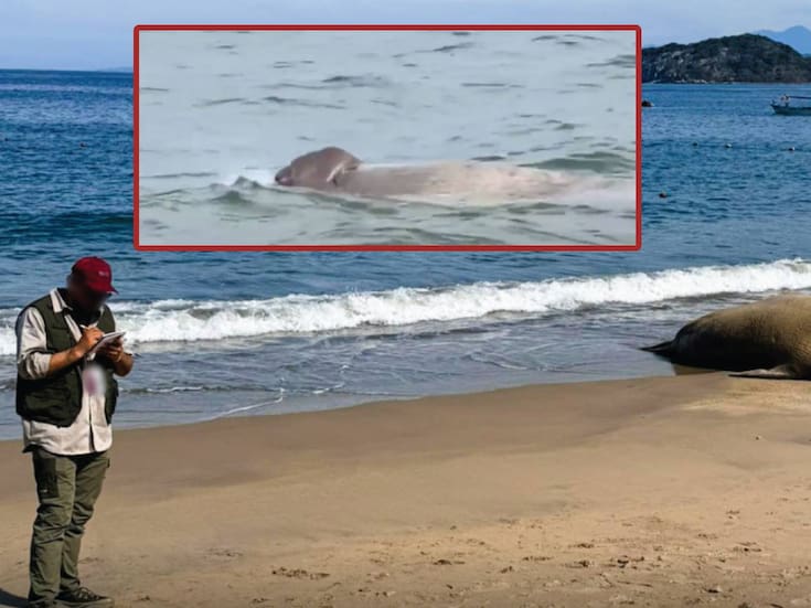 ‘Panchito’, el elefante marino que se mantuvo a las orillas de Nayarit regresó al mar después de 4 días